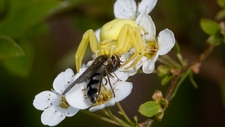 Changes in Food Webs