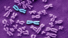 Chromosomes and Inherited Traits